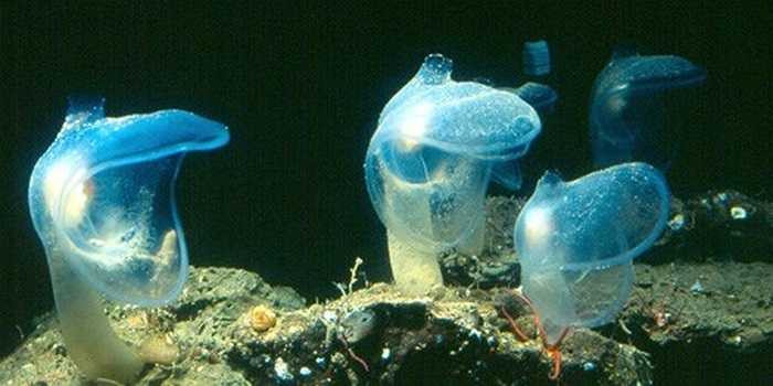 Loài Megalodicopia hians là một loài ăn thịt biển sâu, sống neo dọc theo đáy biển, chờ đợi cho động vật nhỏ trôi dạt hoặc lọt vào trong vòm miệng rộng như mui xe của nó. Miệng khổng lồ sẽ nhanh chóng đóng sập khi một con vật nhỏ trôi bên trong.