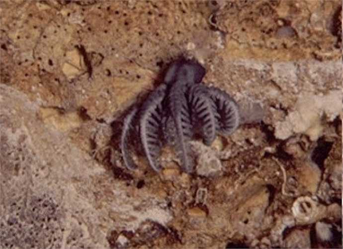 Huệ biển là loài động vật biển thuộc nhóm động vật da gai duy nhất có vòm miệng và hậu môn cùng nằm trên thân. Chỉ có khoảng 6000 loài huệ biển còn sinh tồn mặc dù chúng đã rất phát triển trong quá khứ.