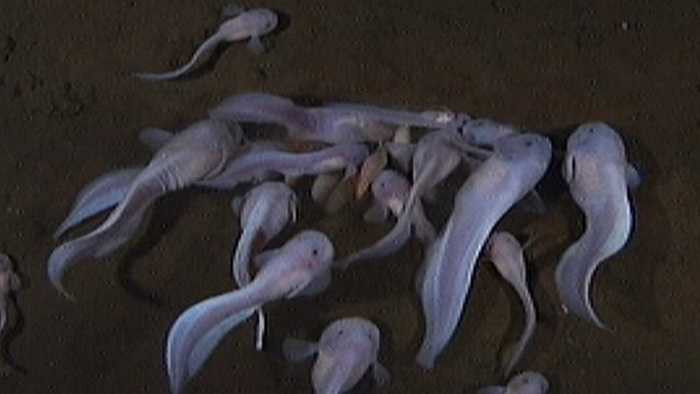 Snailfish có cơ thể dài và thân hình như những con nòng nọc với phần đầu lớn và đôi mắt nhỏ, các cơ quan trên cơ thể tiêu giảm dần từ đầu đến đuôi. Vây lưng và vây hậu môn có thể sáp nhập hoặc hợp nhất với vây đuôi. Sinh vật có lớp da trơn như tráng một lớp keo lỏng mỏng.