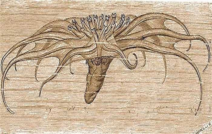 Loài Pelagothuria natatrix được mô tả lần đầu vào những năm 1890, kết quả của những cuộc thám hiểm biển sâu rất hiếm vào thời điểm đó. Từ hồ sơ giải phẫu một vài mẫu vật đã chết, con vật này được cho là một loài dưa chuột biển khác biệt. Không giống những loài dưa chuột biển khác sống ở biển sâu, loài này dành phần lớn cuộc sống cho việc chọn lọc thức ăn trong tuyết biển. Nó thực chất là một loài dưa chuột biển sống lối sống của một con sứa.