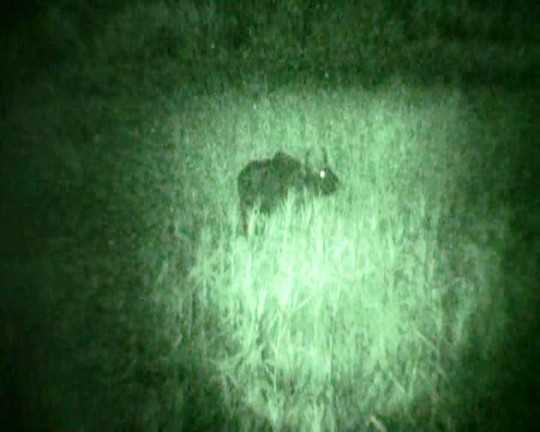 Sau 3 đêm 'mật phục', PV mới ghi lại được những tấm hình của con vật nghi là bò tót