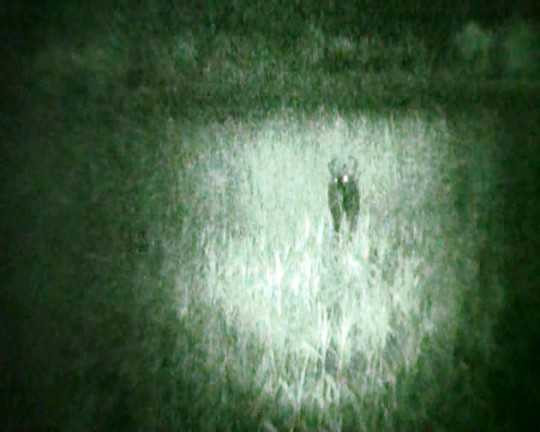 Phục kích chụp hình cặp đôi bò tót ở Phú Yên