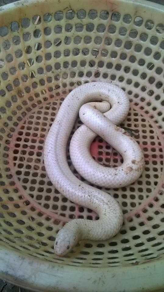 Ảnh: Thùy Dương