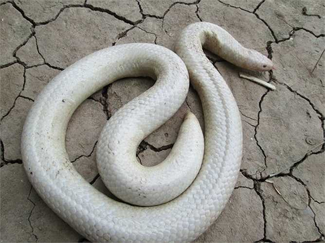 Anh vô nhà kêu em trai ra xem. Thấy con vật lạ, người em bắt đem về nhà. 