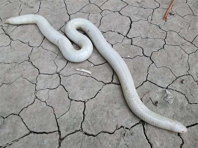 Khi biết tin có rắn lạ, rất nhiều người dân đến để xem. Có người ra giá 2,5 triệu đồng nhưng anh Em không bán. 