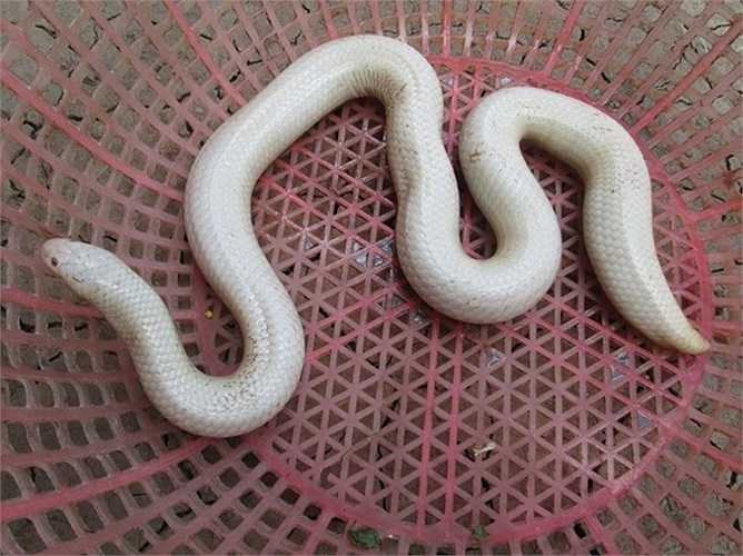 Một cụ ông tại địa phương cho biết chưa bao giờ thấy loài rắn kỳ lạ như vậy, nhưng theo cụ đây là rắn trun, khá hiền lành và không có nọc độc.