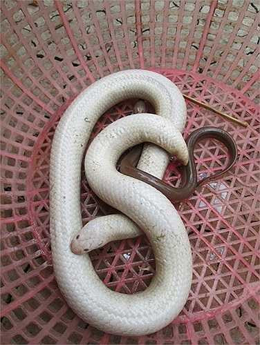 Thức ăn của rắn bạch tạng này là lươn và những động vật nhỏ khác.