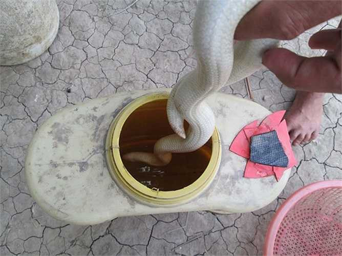 Buổi tối, anh Em bỏ rắn vào một can nhựa rồi đậy nắp lại.