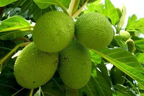sa kê, quả chống đói, lá, quả