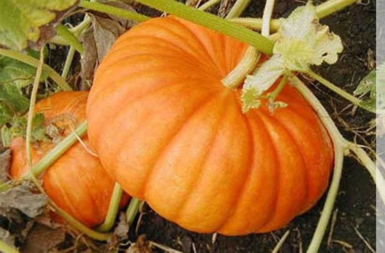 1. Chống trầm cảm: Bí ngô giàu L-tryptophan, một loại chất giúp tăng cảm giác hạnh phúc. Chúng ta sẽ thấy chán nản khi mức L-tryptophan trong cơ thể thấp. Nước ép bí ngô giúp làm tăng mức L-tryptophan và làm chúng ta thấy thoải mái và hạnh phúc. 