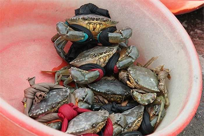 Theo tiết lộ của một người bán cua ở quận 7, một trong những cách để tăng trọng lượng cho loại cua này, là dùng những sợi dây vải thun ngâm nước để buộc càng.