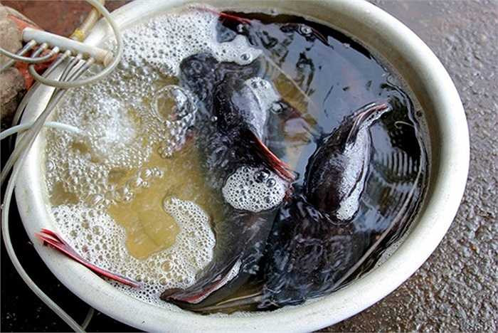 Những con cá lăng nặng gần 3kg có giá 50.000 - 60.000 đồng/kg.