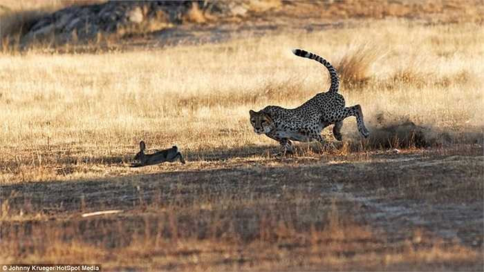 Con thỏ rừng tìm cách thoát khỏi nanh vuốt kẻ đi săn