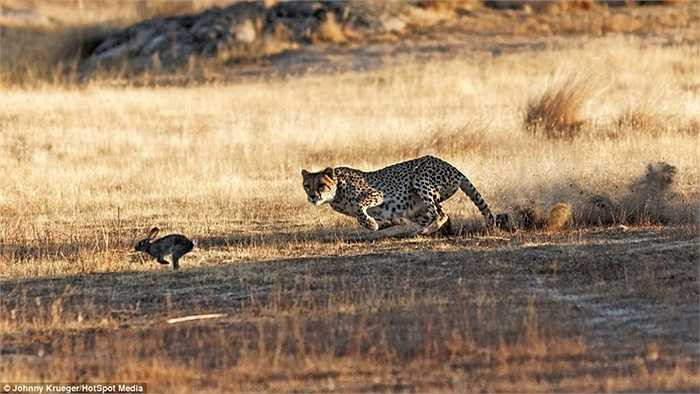 Nhưng kẻ đang đuổi theo là loài vật nhanh nhất trên cạn