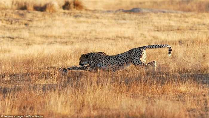 Điều này khiến con mồi gần như trở nên vô vọng, không có lối thoát