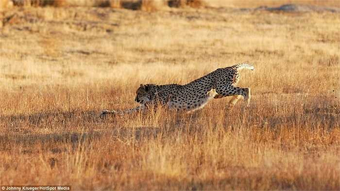 Và cuối cùng báo đốm cũng tiếp cận được con thỏ rừng