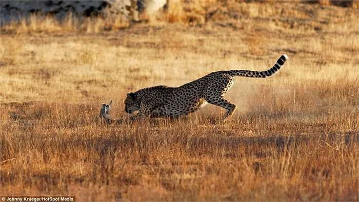 Nhanh chóng kết liễu