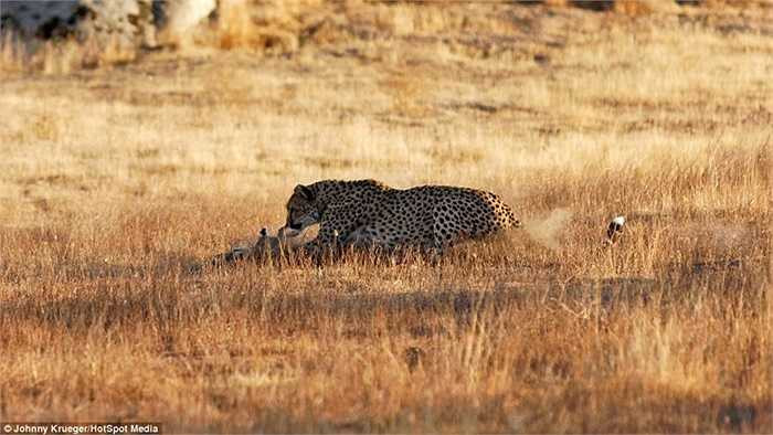 Và sau đó là chờ để thưởng thức con mồi