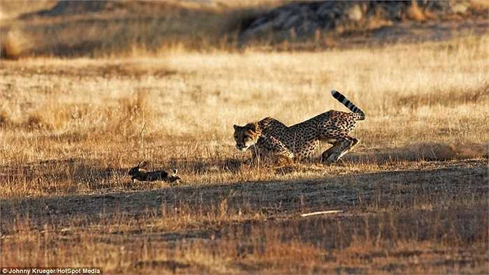 Những pha rượt đuổi kinh hoàng trên đồng cỏ