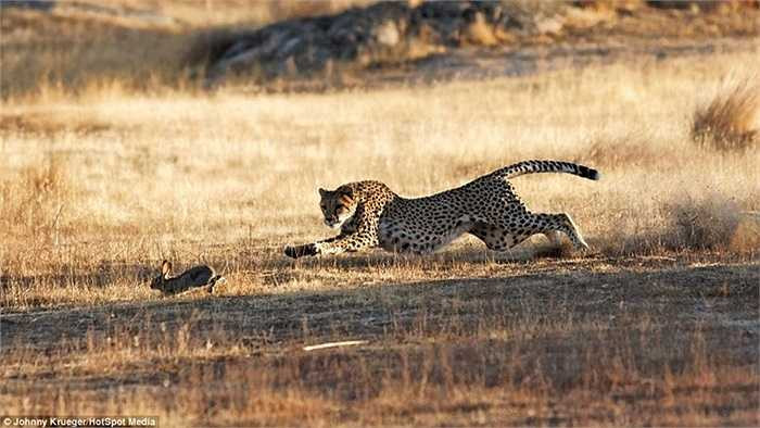 Báo đốm là loài vật có tốc độ rất nhanh