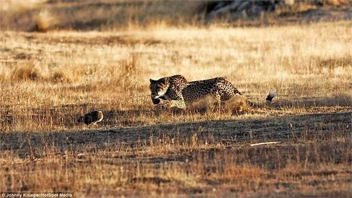 Với khả năng thăng bằng và điều hướng bằng đuôi