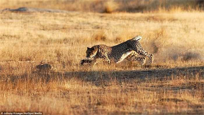 Chúng ít khi thất thế trong những màn rượt đuổi khi đã xác định được con mồi