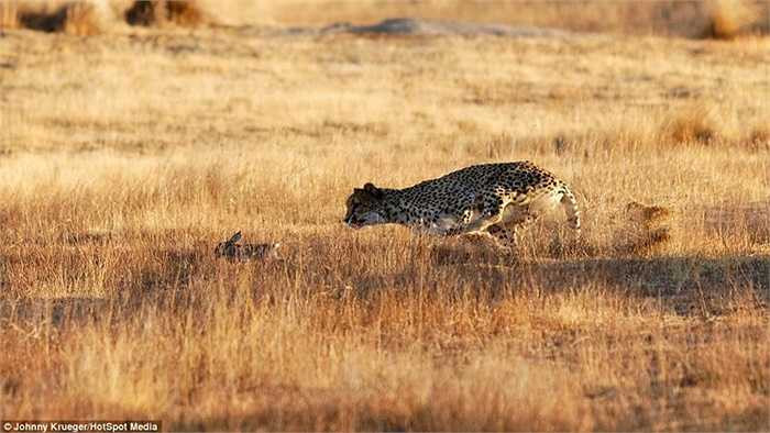 Dù cho thỏ là loài khá nhanh nhẹn