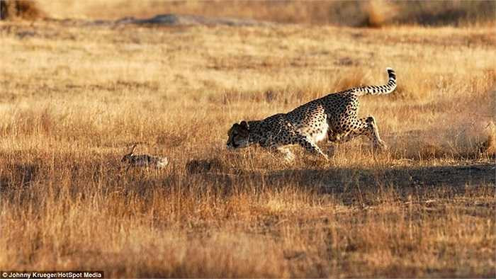 Nhưng chạy trốn khỏi báo đốm là nhiệm vụ không tưởng