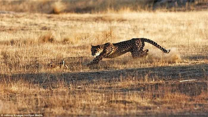 Con báo liên tục dồn thỏ rừng vào thế bị động