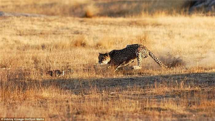 Nó thay đổi hướng, cản đầu, che hông