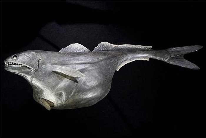 Loài cá Black Swallower có nhiều đặc điểm khiến một vài loài cá biển khác phải kinh hãi, ví như đôi mắt đen lồi và hàm răng ghê sợ