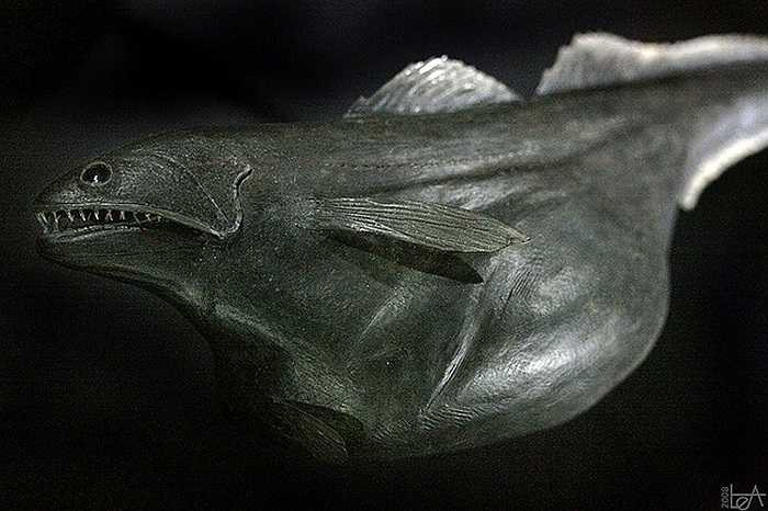 Tuy nhiên, lý do thật sự ở đây chính là khả năng nuốt chửng những con mồi có kích thước lớn hơn cả cơ thể chúng