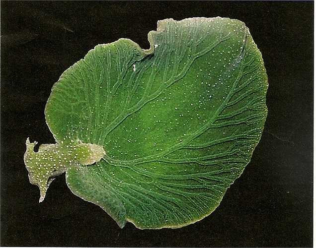 Sên biển Elysia chlorotica có khả năng khác biệt với tất cả các loài động vật khác là sử dụng ánh sáng mặt trời để quang hợp như thực vật