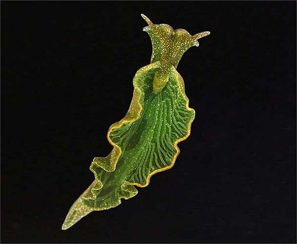 Chúng lấy chất diệp lục từ tảo và tổng hợp vào trong các tế bào của mình