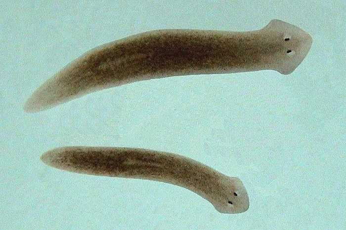 Planarians là một loại giun dẹp nước ngọt, chúng có khả năng tái sinh lại các phần cơ thể bị hư hại
