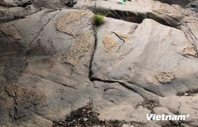 Kỳ lạ phiến đá in đậm hình bản đồ Việt Nam giữa rừng