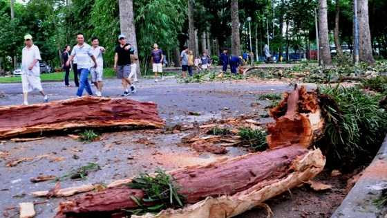 Nhánh cây lớn gãy trên đầu, nhiều người bỏ chạy thục mạng