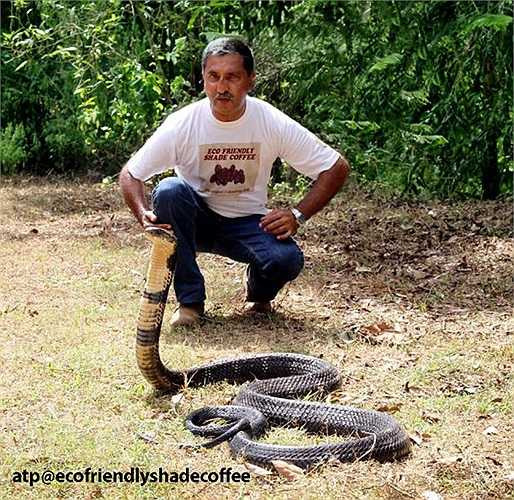 Ở Ấn Độ, vùng Western Ghats được quy hoạch làm lãnh địa của loài rắn chúa khổng lồ. Vùng đất này là nơi loài hổ chúa được bảo vệ nghiêm ngặt, được các nhà khoa học coi là địa điểm thú vị để nghiên cứu, bảo tồn rắn chúa.