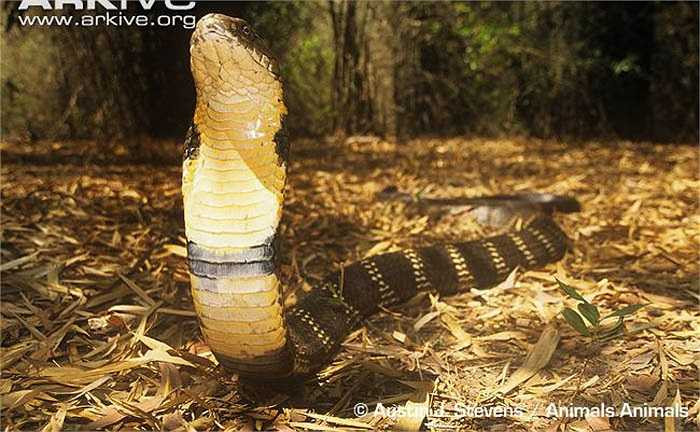 Đã có hàng ngàn nhà khoa học đến Western Ghats nghiên cứu về rắn hổ chúa. Hàng trăm bộ phim khám phá hấp dẫn về loài rắn này, song rắn chúa vẫn là loài cực kỳ bí ẩn. Sự hiểu biết của con người về rắn hổ chúa vẫn rất hạn chế. 