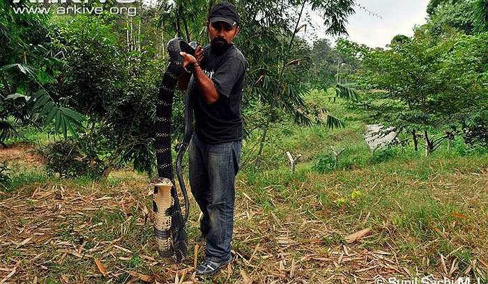 Tuy nhiên, Western Ghats nổi tiếng là vương quốc của loài hổ mang chúa, loài vật lớn nhất trong họ nhà rắn, có nọc độc cực kỳ nguy hiểm.