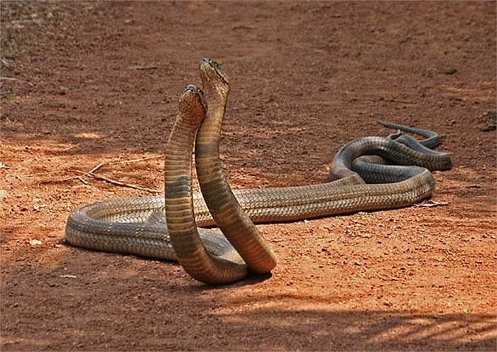 Loài hổ chúa có tuổi thọ trên 30 năm và chúng không bao giờ ngừng lột da và phát triển kích cỡ. Đó chính là lý do khiến các nhà khoa học từng gặp những con hổ chúa nặng tới 30kg, dài tới 7m ở Western Ghats.