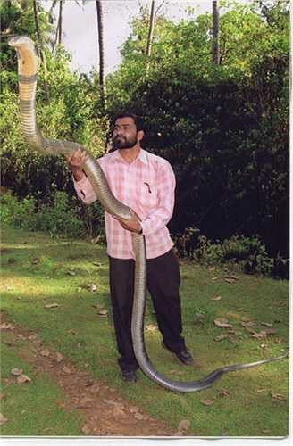 Trong khu bảo tồn cũng có con người sinh sống, nhưng điều đặc biệt là người dân trong vùng cực kỳ coi trọng loài rắn này, coi chúng như thần linh, bảo vệ mùa màng, cuộc sống của họ. Người dân không bao giờ sát hại chúng.