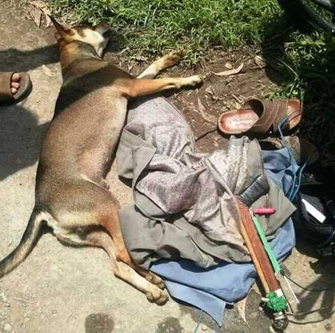 cẩu tặc, trộm chó, công an, truy bắt, dùng ô tô, điều tra