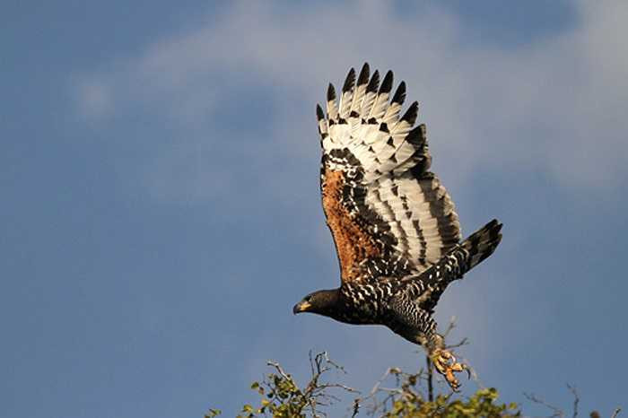 Ở Việt Nam, có một loài chim rất lớn, mà chúng ta biết rất ít thông tin về chúng, đó là đại bàng núi.