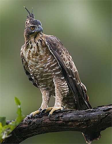 Đại bàng núi có vẻ đẹp oai dũng, nên được giới nuôi thú săn lùng ráo riết. Người ta sẵn sàng bỏ ra cả ngàn USD để sở hữu một con đại bàng núi.