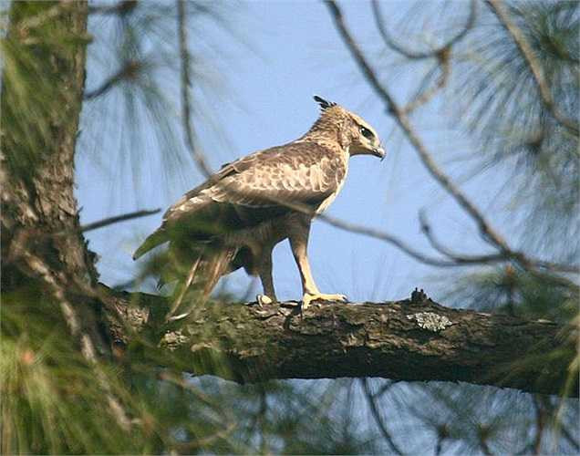 Chúng có độ dài thân từ 70 đến 100cm với sải cánh dài đến gần 2m. Ở Việt Nam, chúng không phải là loài lớn nhất, nhưng chúng được coi là chúa tể bầu trời, là vua của các loài chim.