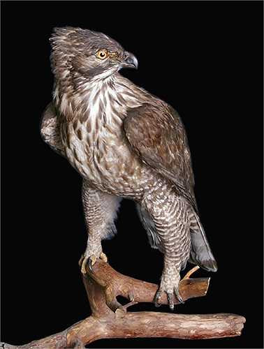 Chúng có bộ móng cực sắc, cặp chân hùng dũng, chỏm lông trên đầu trông rất oai vệ. 