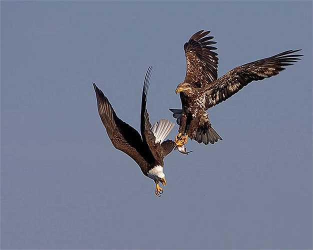 Loài đại bàng núi phân bố trên địa bàn khá rộng. Chúng có mặt ở nhiều nước Đông Nam Á. Ở mỗi vùng chúng là có một chút khác biệt.