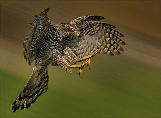 Ở Việt Nam, chúng phân bố khá rộng. Chúng có mặt ở khắp vùng núi phía Bắc, miền Trung và Tây Nguyên. Tuy nhiên, rất khó để gặp đại bàng núi, bởi chúng sống ở vùng núi cao, heo hút, nơi không có con người sinh sống.