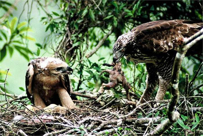 Đại bàng núi chỉ đẻ một trứng. Sinh sản ít, lại bị săn lùng ráo riết, nên đại bàng núi ngày càng ít dần. 